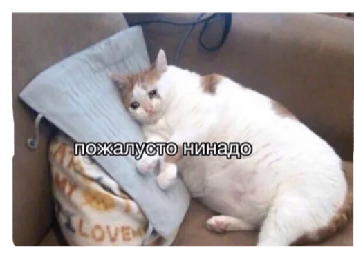 small to medium-sized cats animal felidae