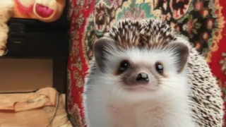 Sticker Ежиный пак - 7