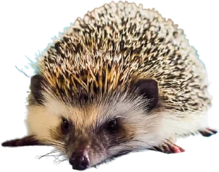 Sticker Ежиный пак - 9