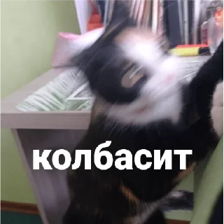 Sticker Алиса - 0