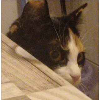 Sticker Алиса - 8