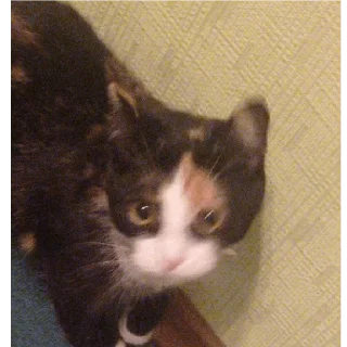 Sticker Алиса - 7