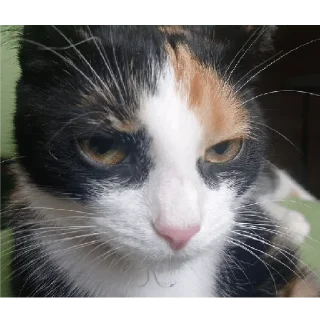 Sticker Алиса - 1