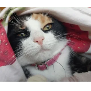 Sticker Алиса - 4