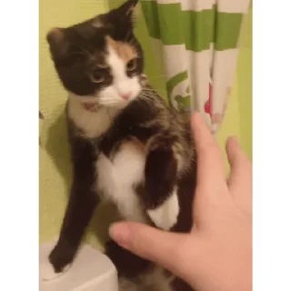 Sticker Алиса - 5