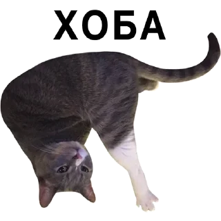 Стикер Alispoofer - 9