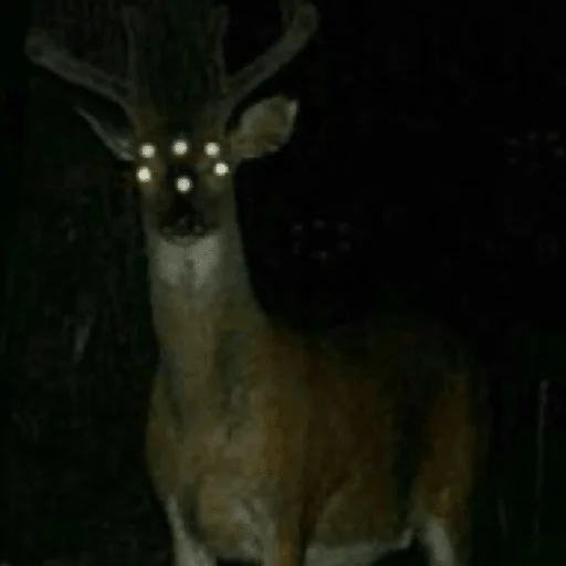 animal mammal deer