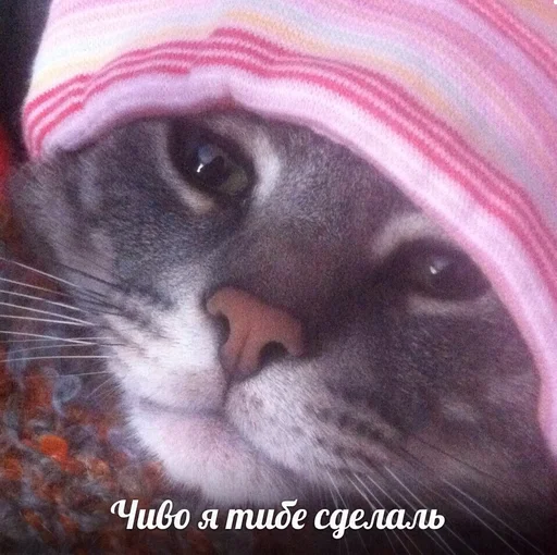 mammal whiskers felidae