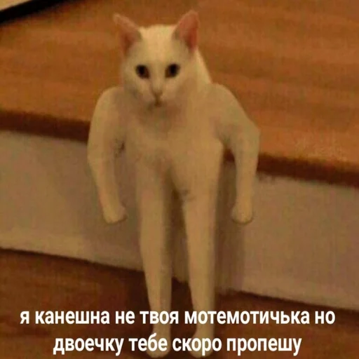 mammal animal domestic cat