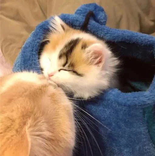 small to medium-sized cats felidae cat