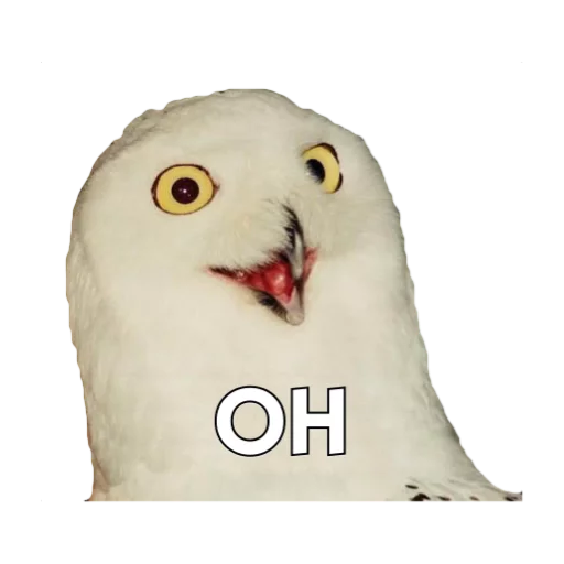 Altivo's Talking Owls - animal