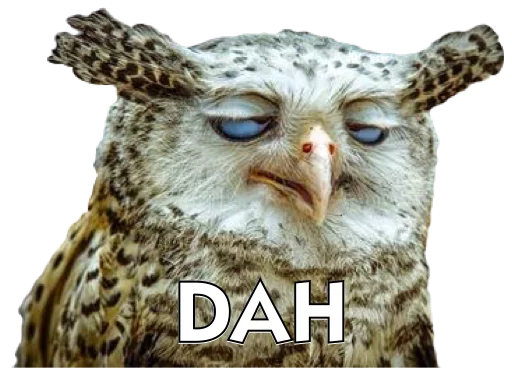 animal bird of prey bird