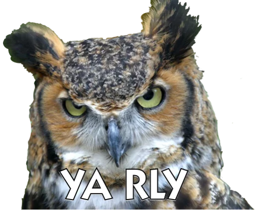 animal bird bird of prey