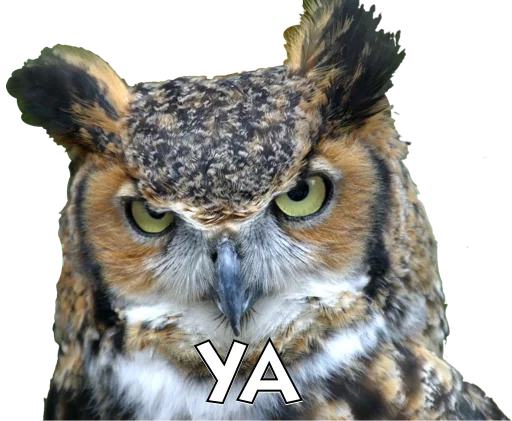 animal bird bird of prey