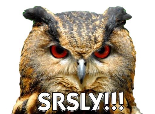 animal bird bird of prey