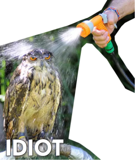 bird bird of prey falcon