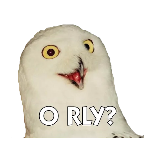 animal bird bird of prey