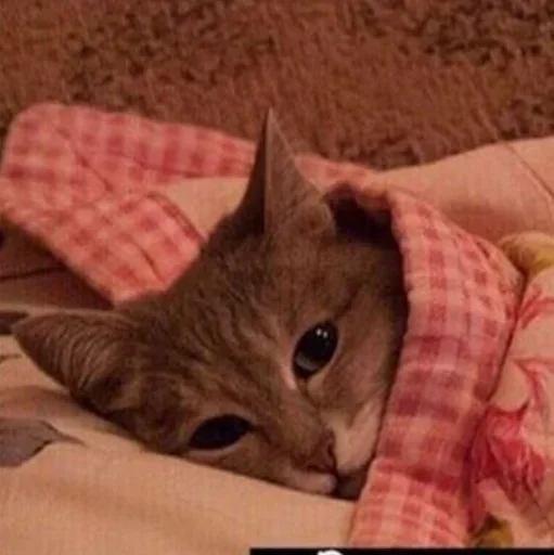 Стикер Alvy Singer - 3