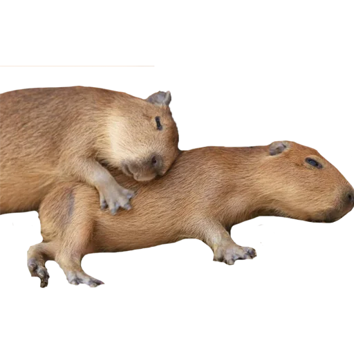 Sticker AlyonaXblX - 1