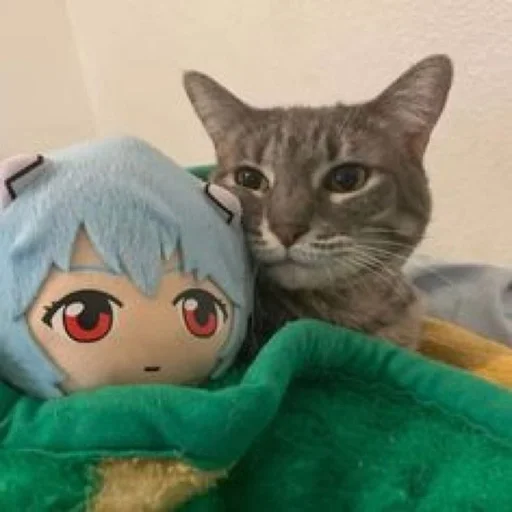 млекопитающее комнатный животное