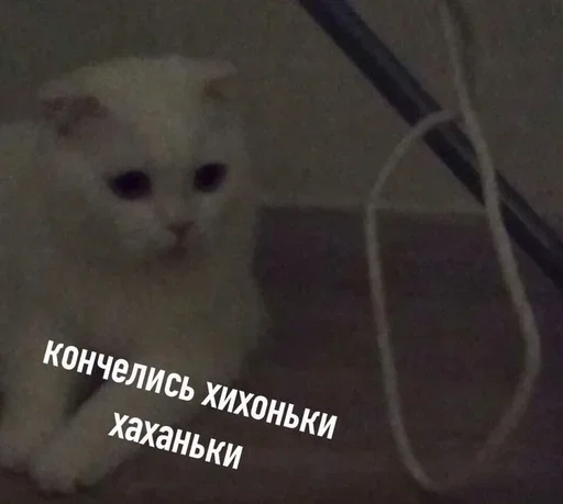 млекопитающее животное кошка