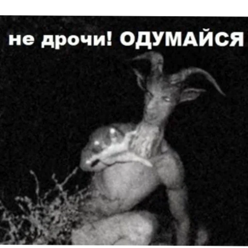 Амогус - СМС