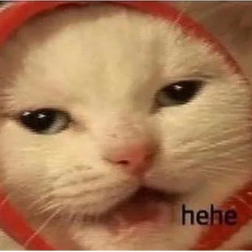 млекопитающее животное кошка