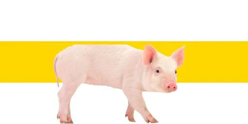 СВОбодній ургаенєр⬜⚠️⬜ •@sticbot - 