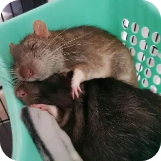 Sticker Больше стиков тут: @stikery4 - 2