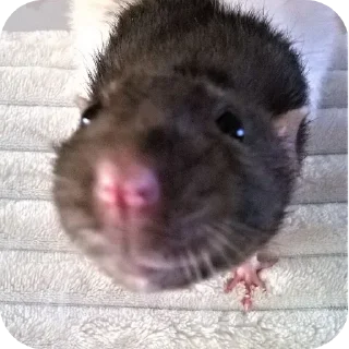 Sticker Больше стиков тут: @stikery4 - 3