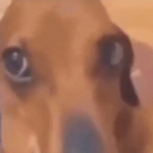 Sticker Analvbulke - 1