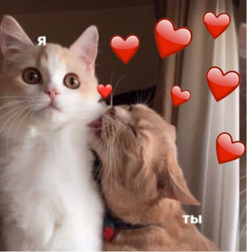 чэсэвэшки - 