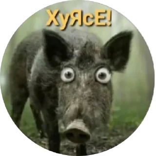 Sticker Anchutka24 - 2