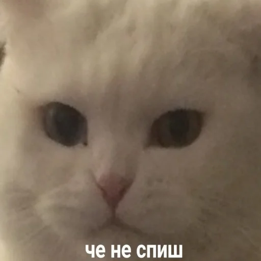 млекопитающее животное кошка