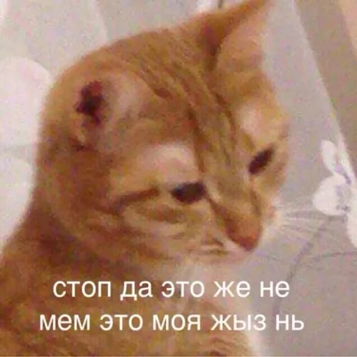 млекопитающее животное кошка