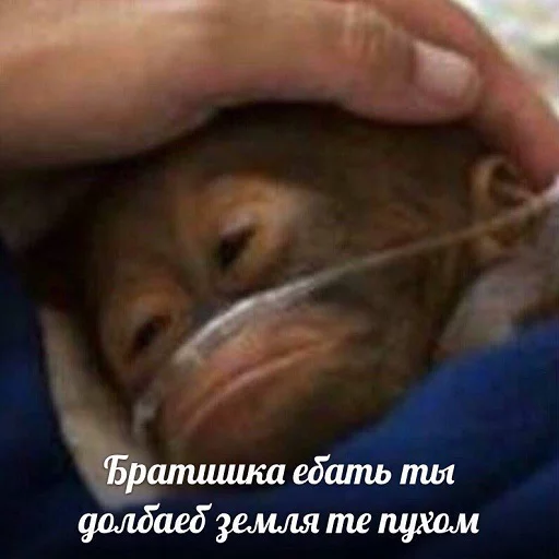 СМС Человек комнатный