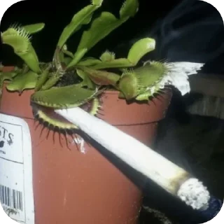 Sticker angel by @id78200 - 3