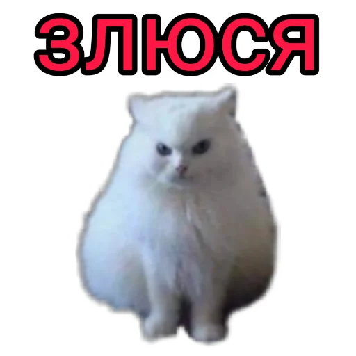 СМС животное млекопитающее