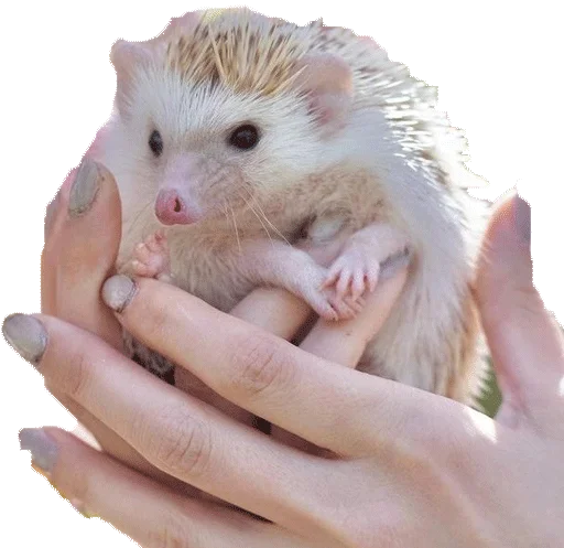 Стикер HH - 10