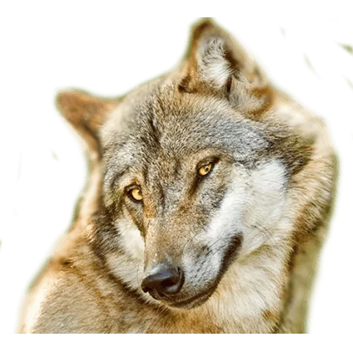 mammal animal wolf