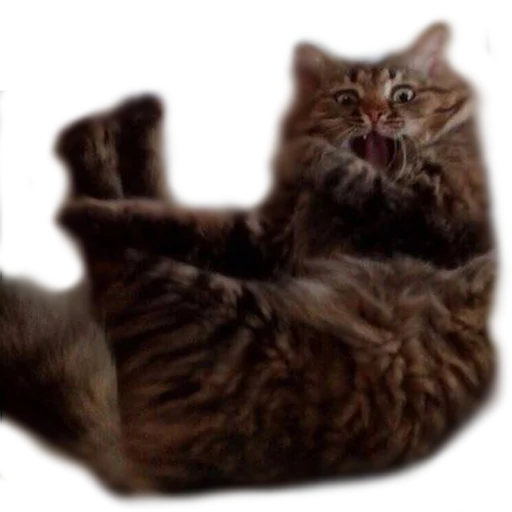 животное кошка домашняя кошка