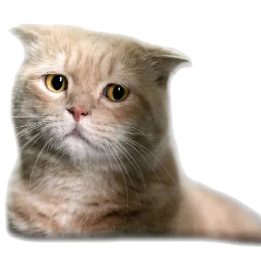 животное кошка млекопитающее