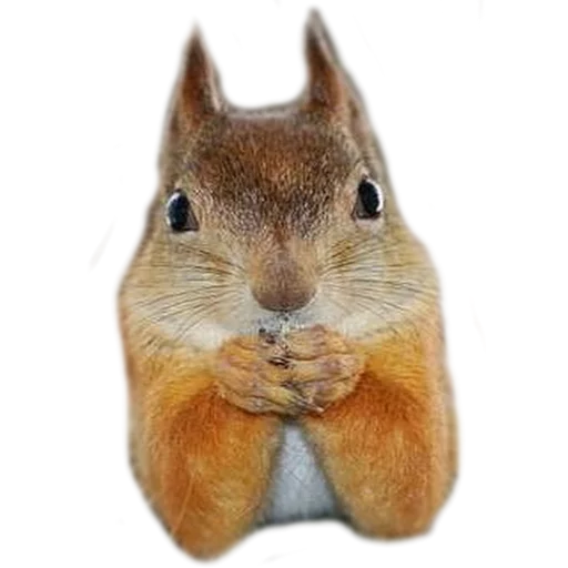 mammal animal squirrel