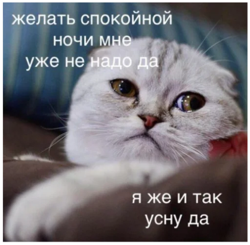 животное млекопитающее кошка