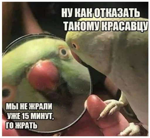 parrot animal bird