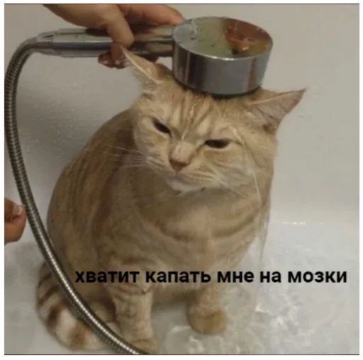 животное кошки малого и среднего размера кошачьи