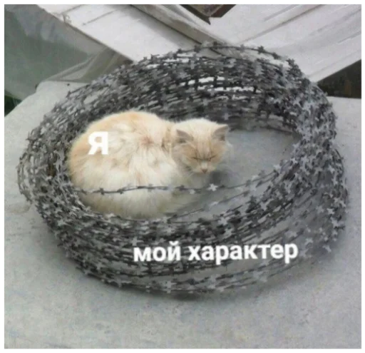 mammal ground animal