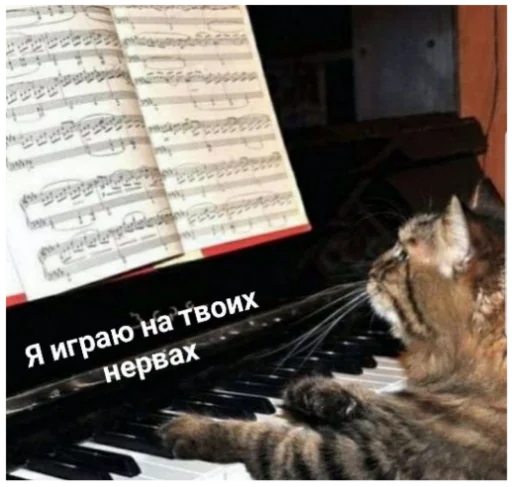text piano cat