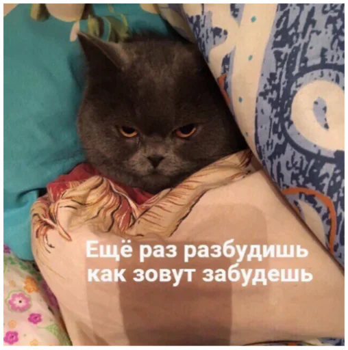 кошки малого и среднего размера кошка кошачьи