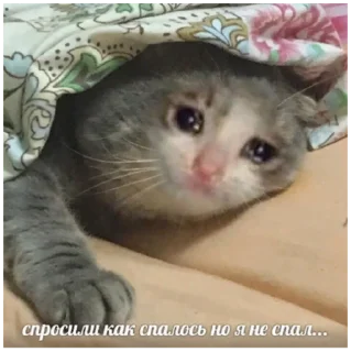 animal mammal small to medium-sized cats